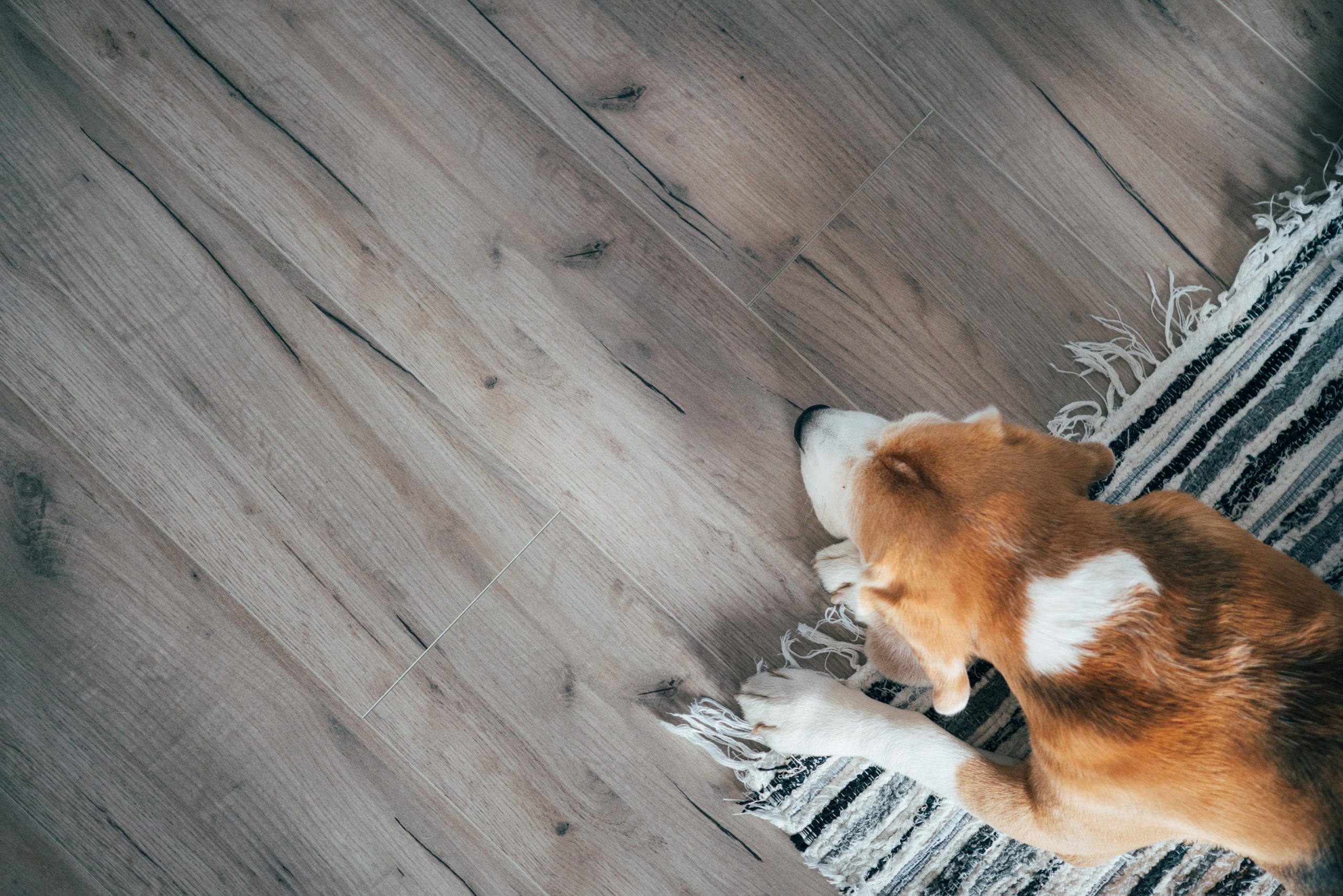狗躺在木地板上